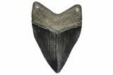 Bargain, Fossil Megalodon Tooth - Georgia #338698-1